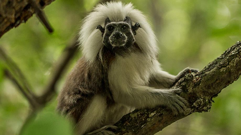 Tití cabeciblanco posando sobre una rama en el documental Colombia magia salvaje. Su belleza como una de las mejores películas colombianas del siglo XXI.